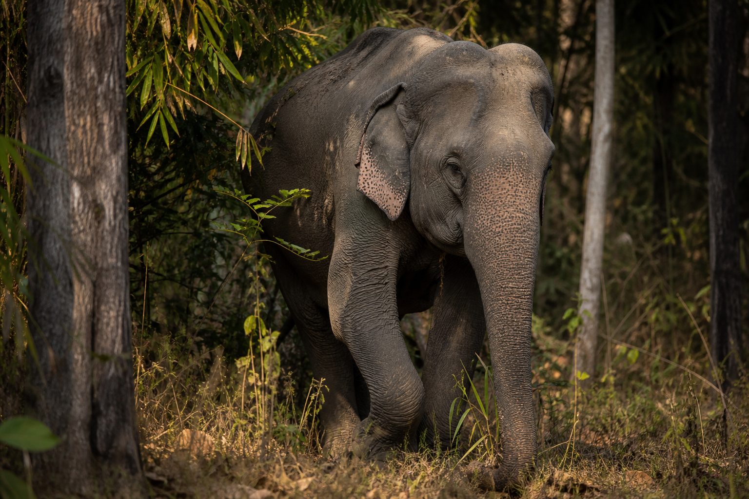 An Indian elephant walking through dense forest