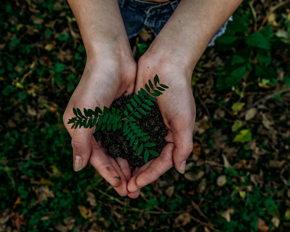 Hands cradling a young forest seedling